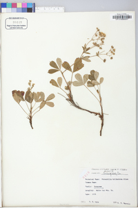 Sibbaldiopsis tridentata image