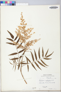 Sorbaria sorbifolia image