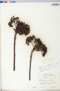 Sorbus americana image