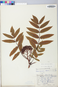 Sorbus americana image