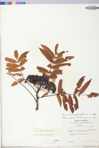 Sorbus americana image