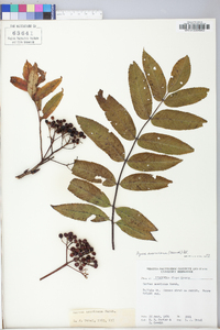 Sorbus americana image