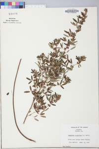 Lespedeza virginica image