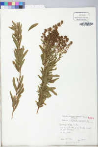 Spiraea alba image