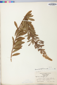 Spiraea alba image