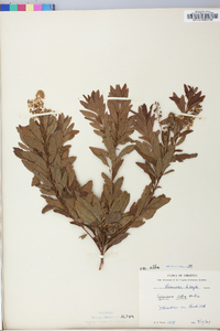 Spiraea alba image