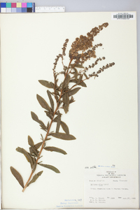 Spiraea alba image