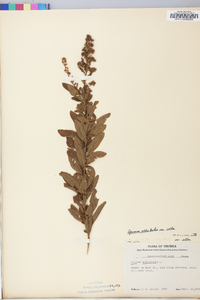 Spiraea alba image