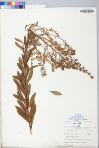 Spiraea alba image