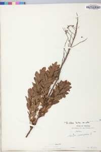 Spiraea alba image