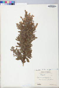 Spiraea alba image