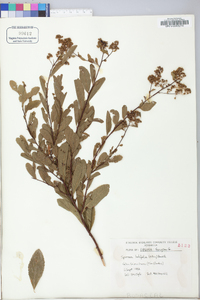 Spiraea latifolia image