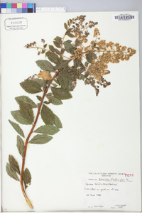 Spiraea latifolia image