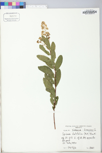 Spiraea latifolia image