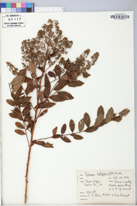 Spiraea latifolia image