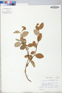 Spiraea betulifolia image