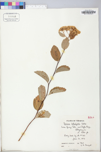 Spiraea betulifolia image