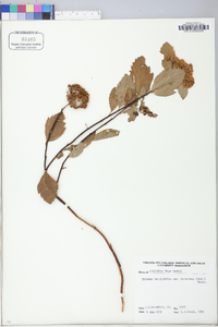 Spiraea betulifolia image