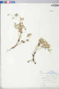 Geranium columbinum image