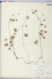 Geranium columbinum image