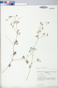 Geranium columbinum image