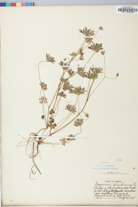 Geranium columbinum image