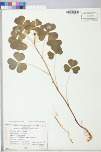 Oxalis grandis image