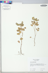 Oxalis grandis image