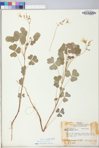 Oxalis grandis image