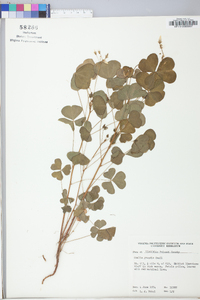 Oxalis grandis image