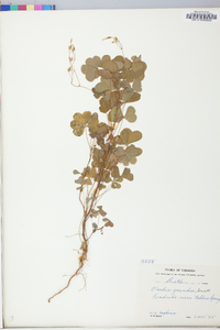 Oxalis grandis image