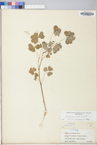 Oxalis grandis image