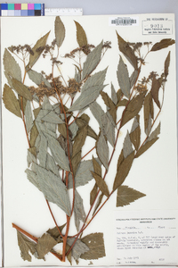 Spiraea japonica image