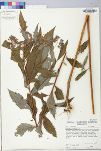 Spiraea japonica image