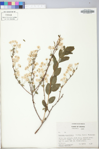 Spiraea thunbergii image