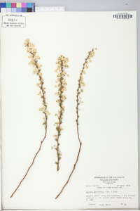 Spiraea thunbergii image