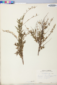 Spiraea thunbergii image