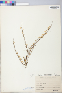 Spiraea thunbergii image