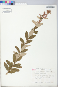 Spiraea tomentosa image