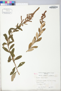 Spiraea tomentosa image