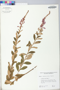 Spiraea tomentosa image