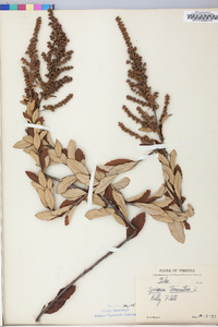 Spiraea tomentosa image