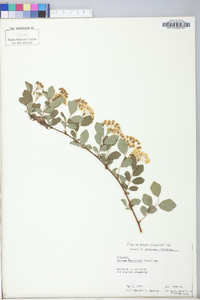 Spiraea × vanhouttei image