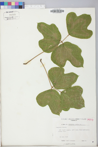 Pueraria montana var. lobata image