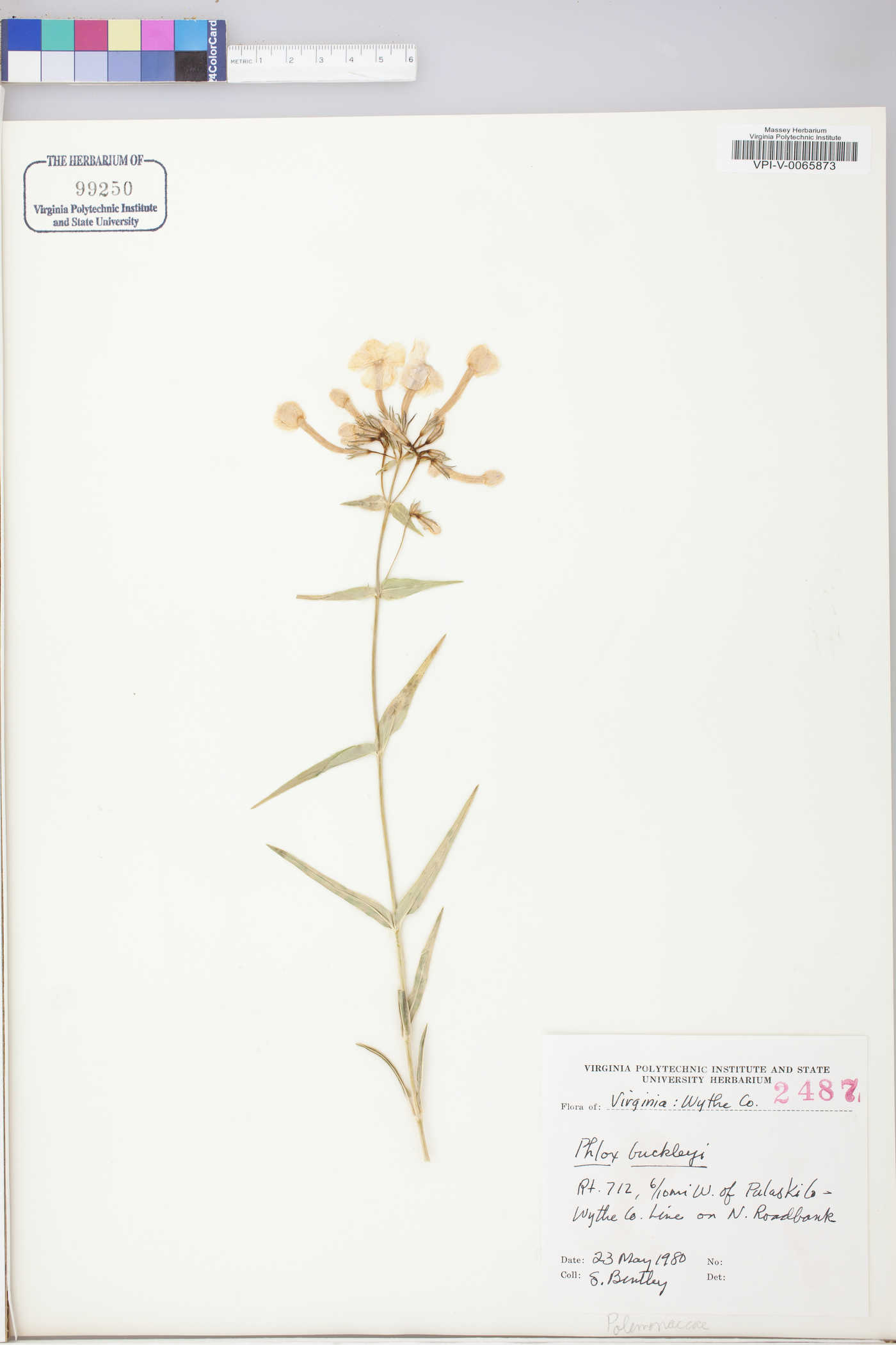 Phlox buckleyi image