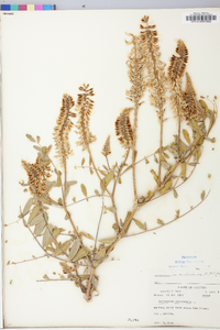 Astragalus canadensis image