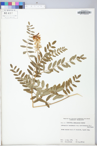 Astragalus canadensis image