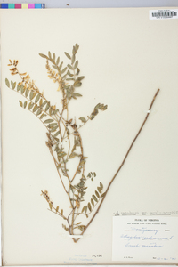 Astragalus canadensis image