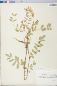 Astragalus canadensis image