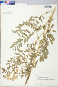 Astragalus canadensis image